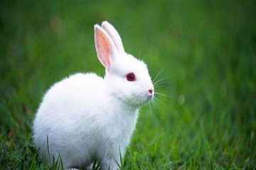 2023年兔是什么兔 水兔之命运势较好