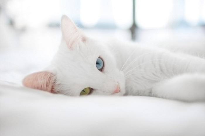 梦见一只温顺的白猫伸出爪子,提醒着你万事小心,会被人算计