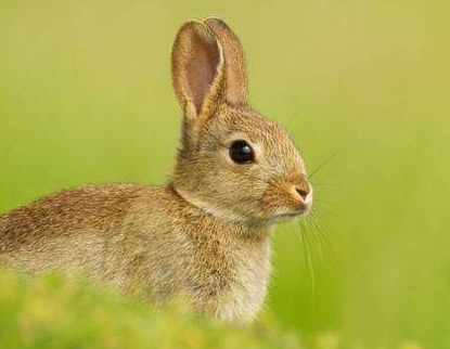 双子座属兔的人性格解析