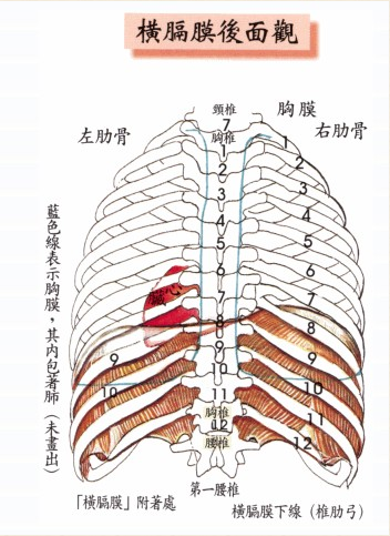 人体横膈膜解剖挂图图片